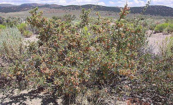 Prunus andersonii