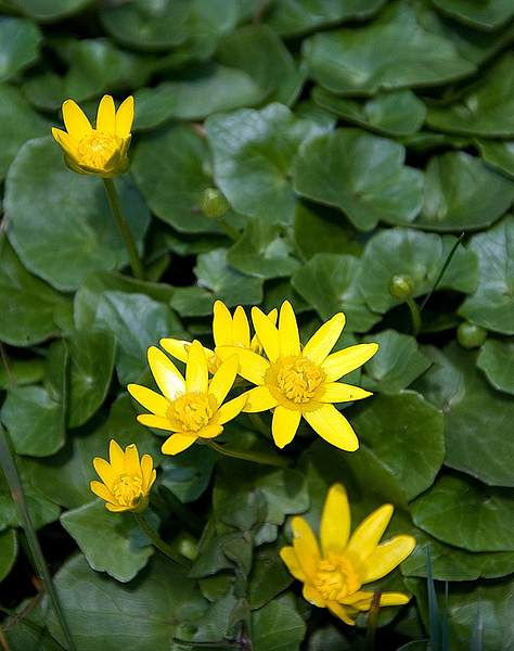 Ficaria verna
