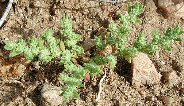 Herniaria cinerea
