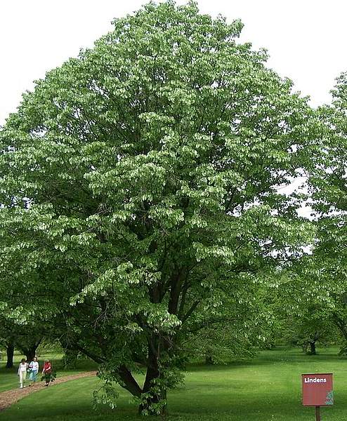 Tilia