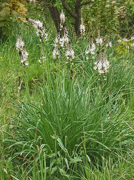 Asphodelaceae