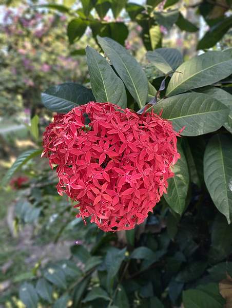 Ixora