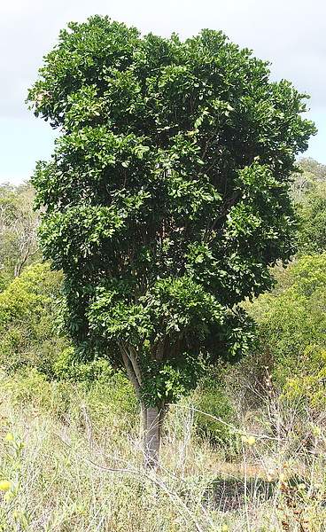 Cupaniopsis anacardioides