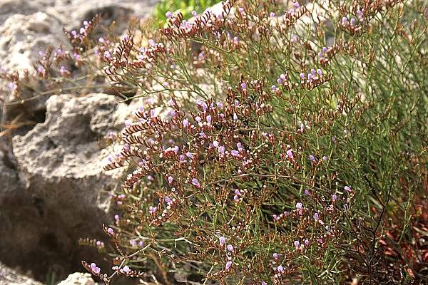 Limonium ramosissimum