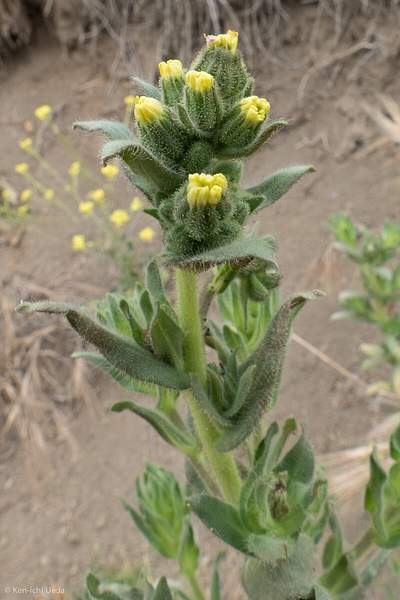 Madia sativa