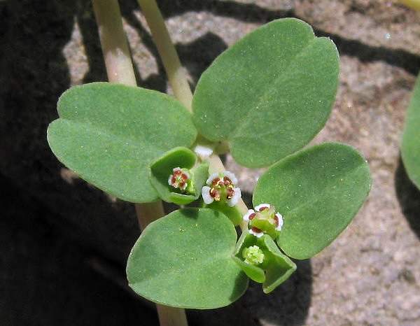 Euphorbia serpens