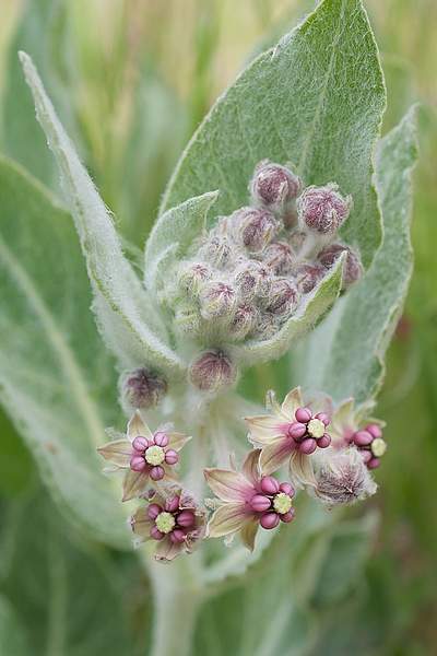 Asclepias californica