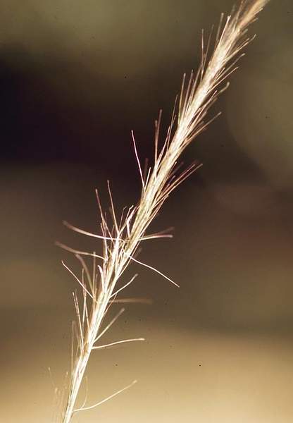 Aristida purpurascens