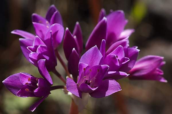 Allium dichlamydeum
