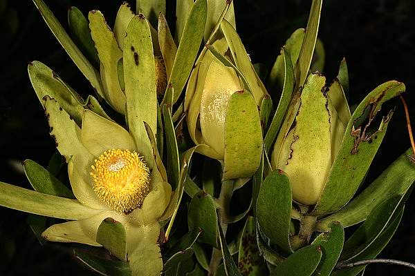 Leucadendron laureolum