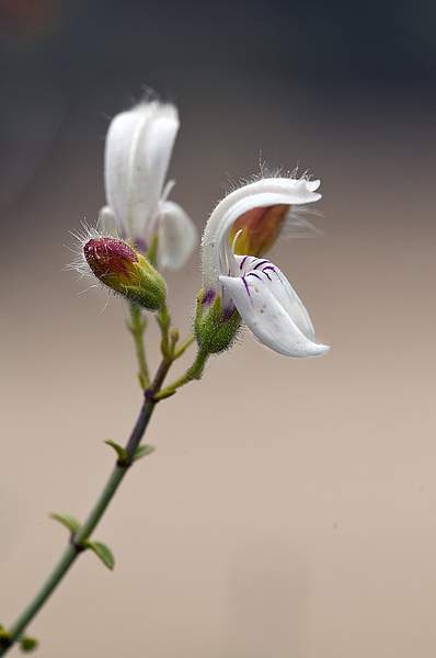 Keckiella breviflora
