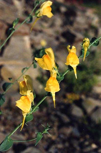 Linaria dalmatica