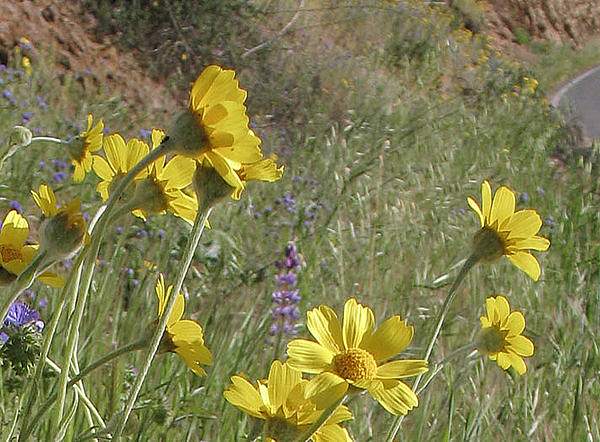 Monolopia lanceolata