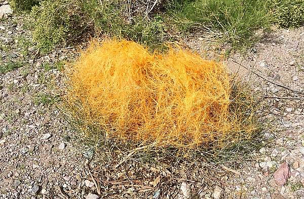 Cuscuta denticulata
