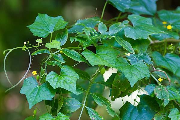 Melothria pendula