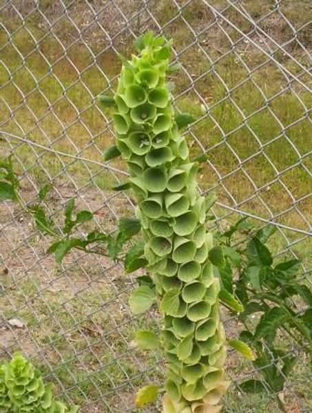 Moluccella laevis