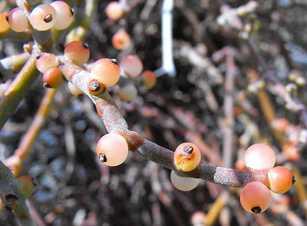 Phoradendron