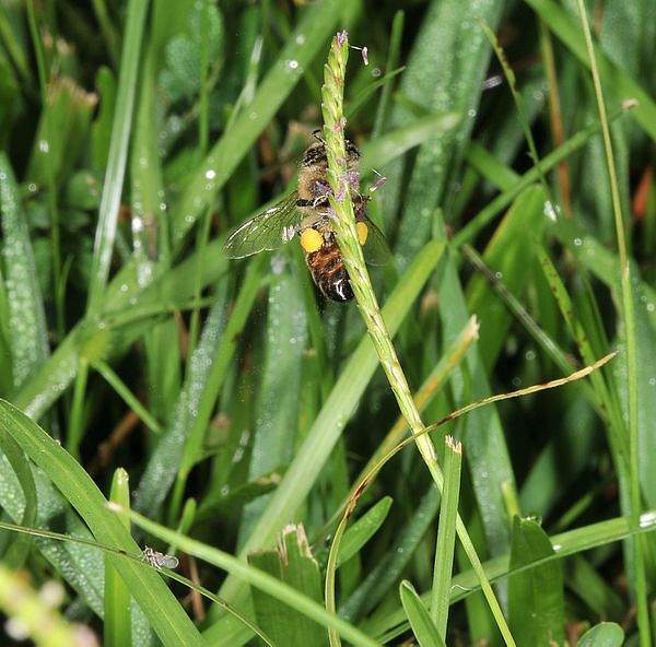 Eremochloa ophiuroides