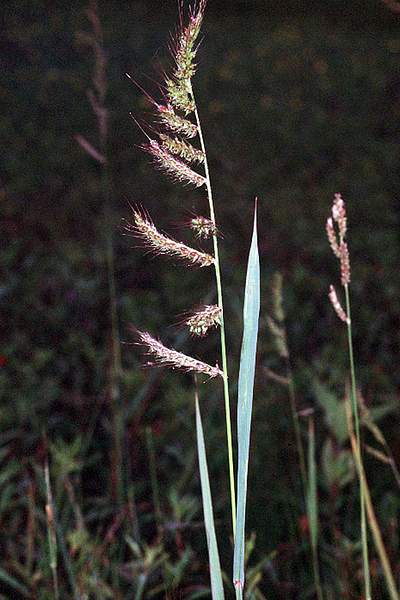 Echinochloa crus-galli