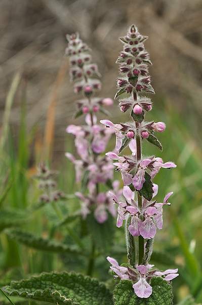 Stachys ajugoides