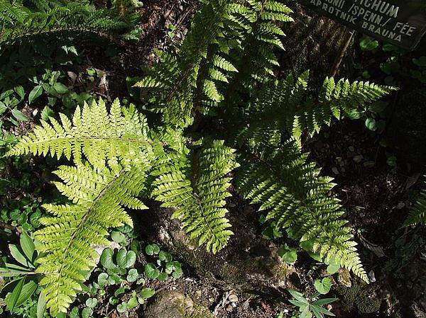 Polystichum braunii