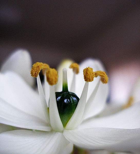 Ornithogalum arabicum