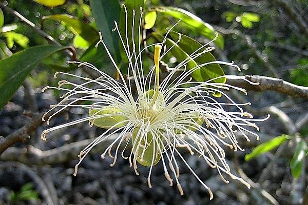 Cynophalla flexuosa