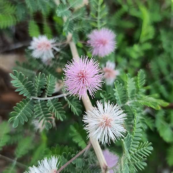 Mimosa aculeaticarpa