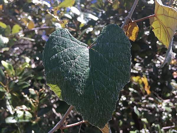 Vitis shuttleworthii