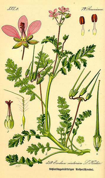 Erodium cicutarium