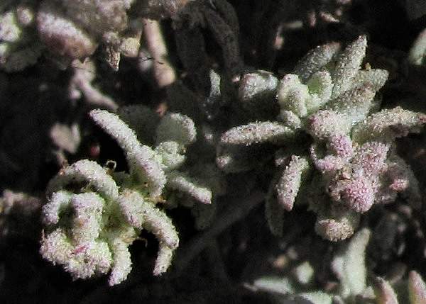 Extriplex californica