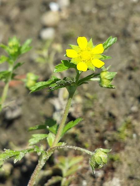 Potentilla supina