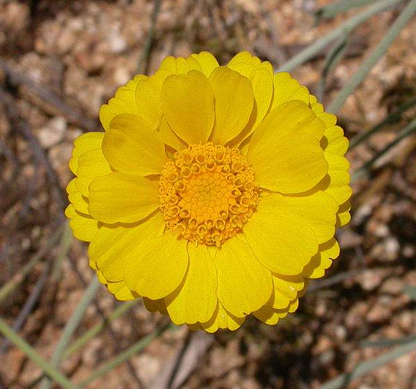 Baileya multiradiata