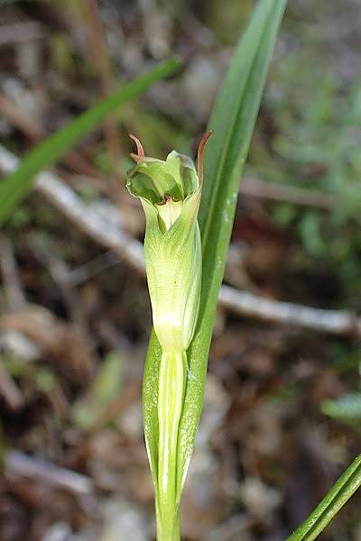 Pterostylis graminea