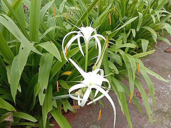 Hymenocallis littoralis