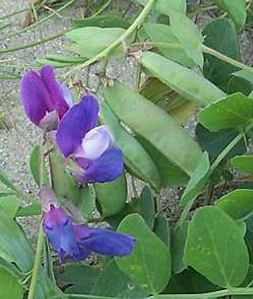 Lathyrus japonicus