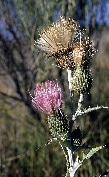 Cirsium undulatum
