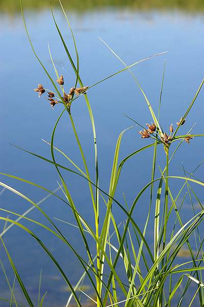 Bolboschoenus maritimus