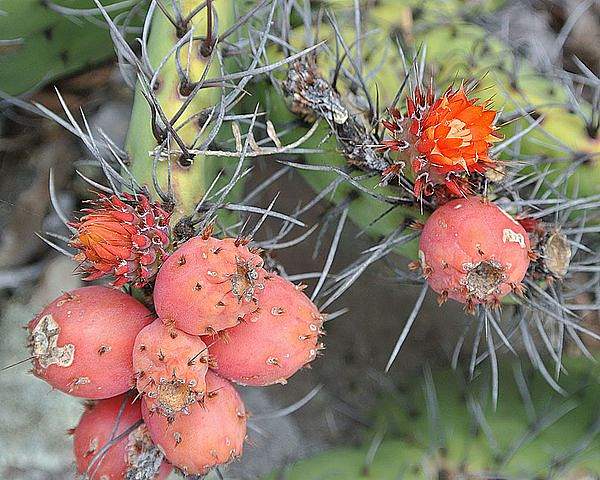 Opuntia stenopetala