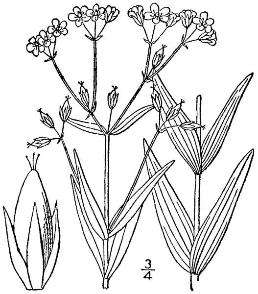 Hypericum majus