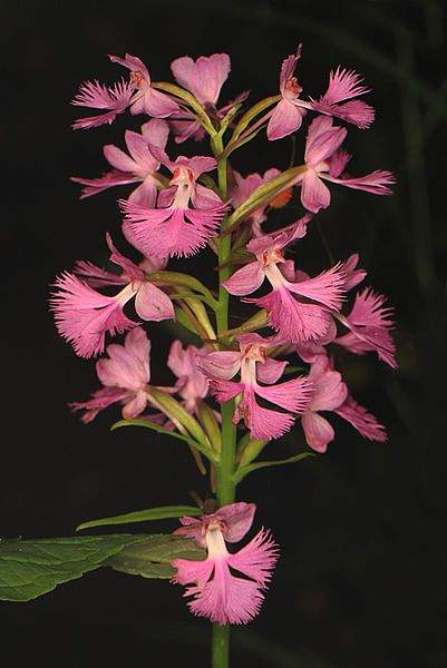 Platanthera grandiflora