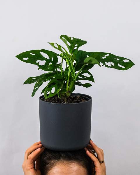 Monstera obliqua