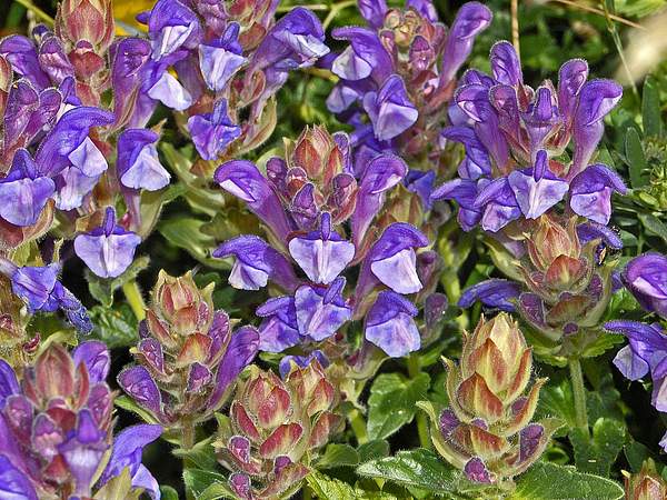 Scutellaria alpina