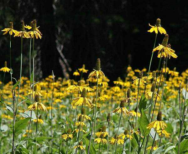 Rudbeckia californica