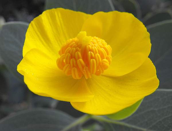 Dendromecon harfordii