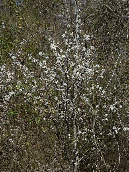 Prunus angustifolia