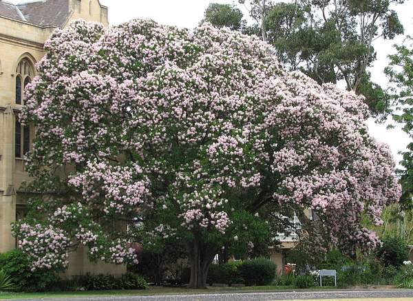 Calodendrum capense