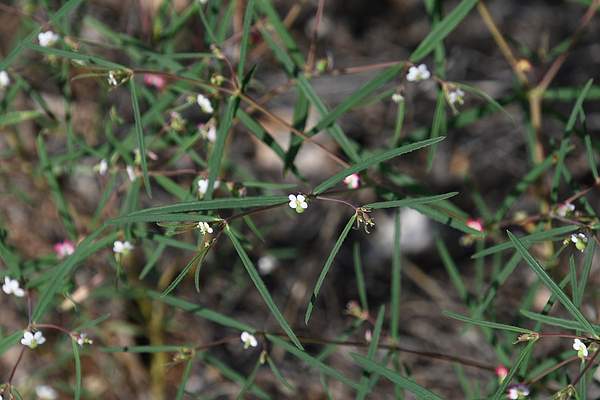 Euphorbia florida