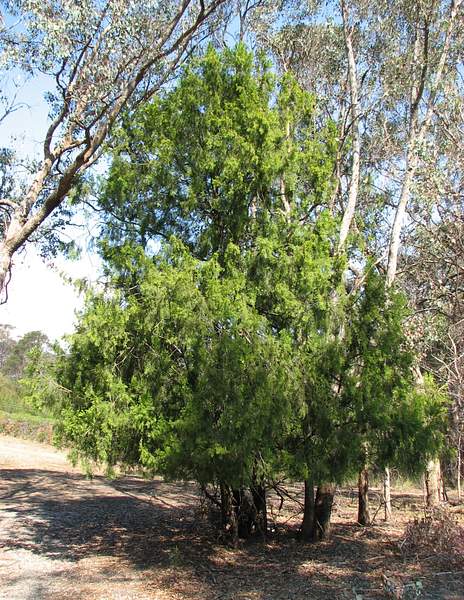 Exocarpos cupressiformis