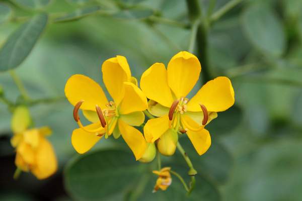Senna bicapsularis